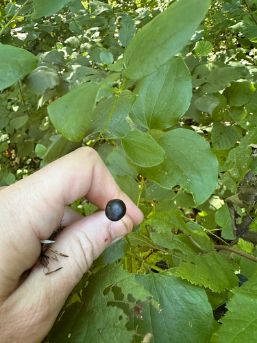 Smilax herbacea, photograph 3