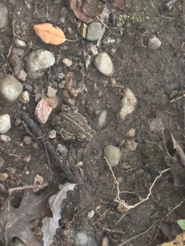 Fowler's Toad observed by dtriceratops1