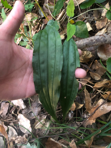 Calanthe discolor