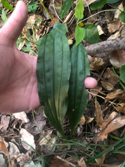 Calanthe discolor