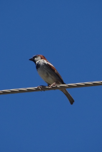 House Sparrow