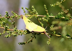 Colias harfordii