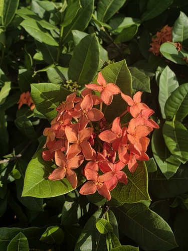 Jungle flame