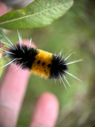 Spotted Tussock Moth