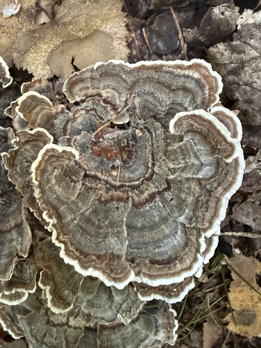 turkey-tail