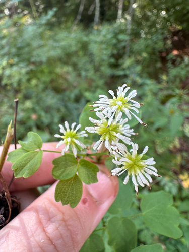 Thalictrum pubescens, photograph 5