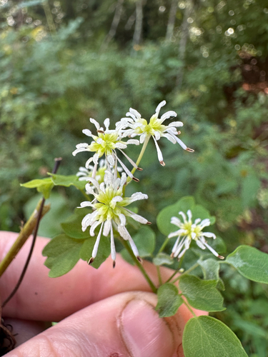 Thalictrum pubescens, photograph 6