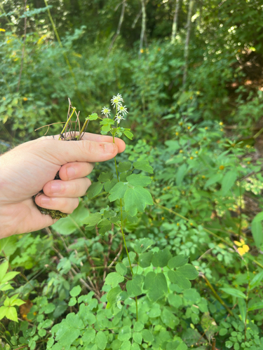 Thalictrum pubescens, photograph 4
