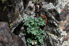 Aquilegia saximontana