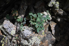 Aquilegia saximontana, photograph (c) Anders Hastings, some rights reserved (CC BY)