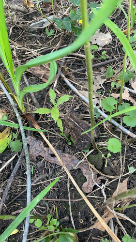 American Toad