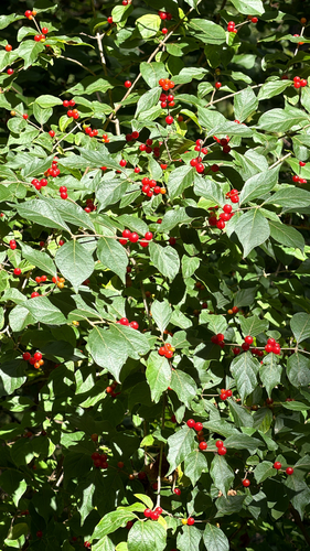 Amur honeysuckle