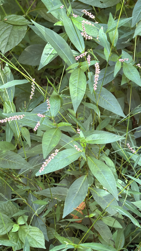 low smartweed