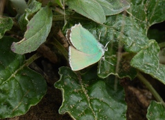 Callophrys viridis
