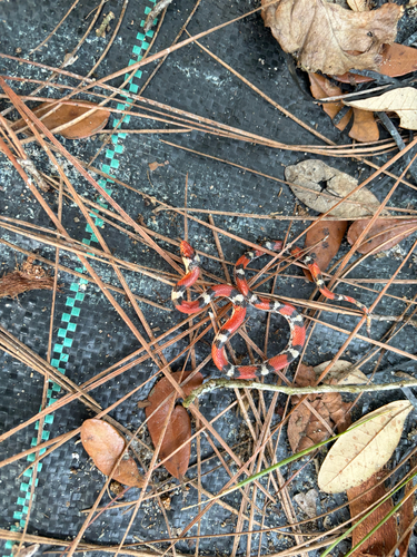 Scarletsnake