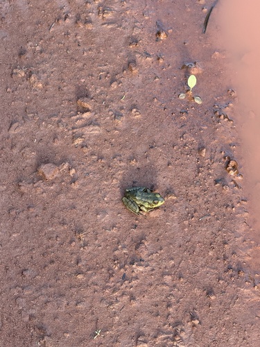 Green Frog