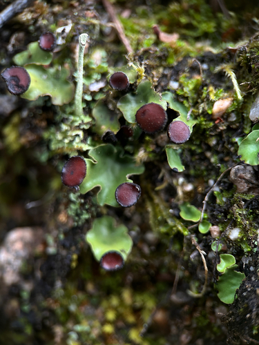 fan pelt lichen