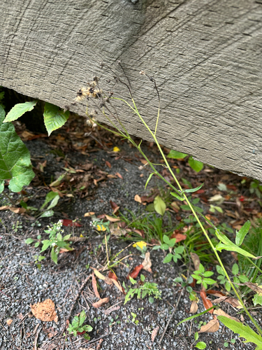 Hieracium laevigatum, 2026-09-14