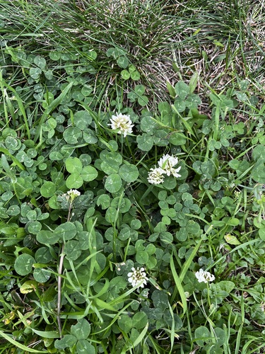white clover