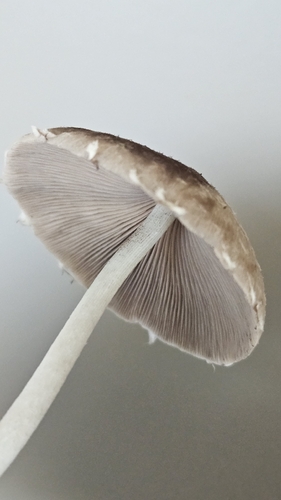 Pale Brittlestem