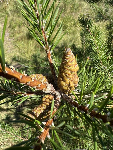 Pinus banksiana, photograph 2