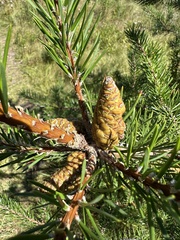 Pinus banksiana, photograph (c) brendanboyd, some rights reserved (CC BY)