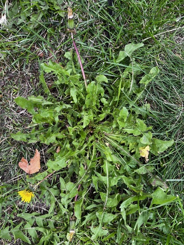 common dandelion
