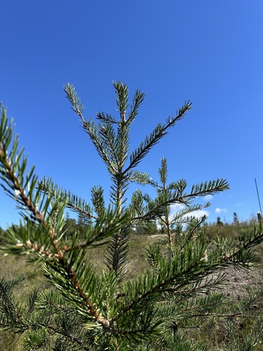 Pinus banksiana, photograph 3