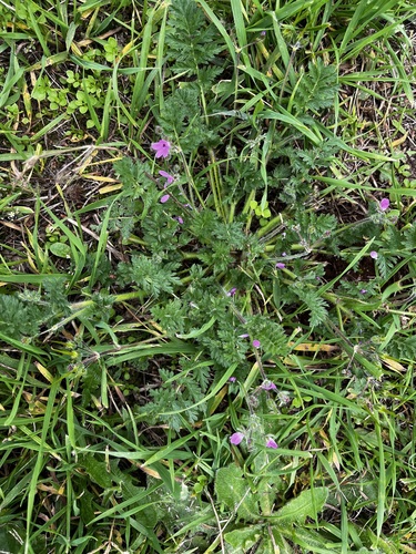 Redstem Stork's-bill