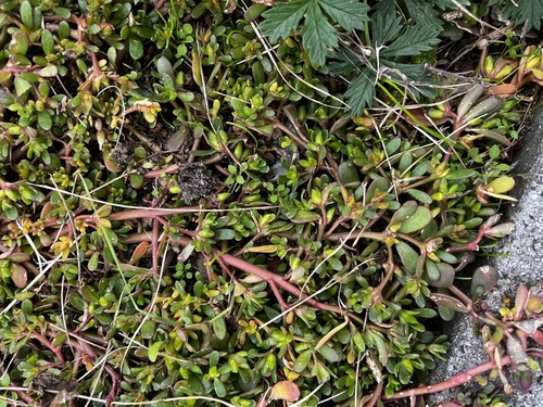 Common Purslane