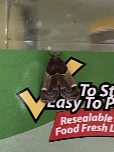 Meal moth