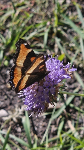 Milbert's Tortoiseshell