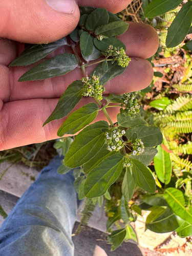 Euphorbia hypericifolia observed 2026-09-14