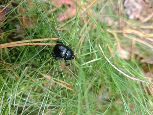 Woodland Dor Beetle