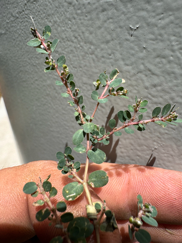 Euphorbia prostrata observed 2026-09-14