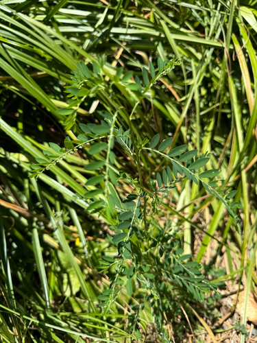 Phyllanthus debilis observed 2026-09-14