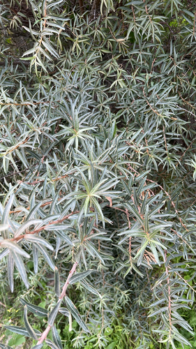 Sea-buckthorn