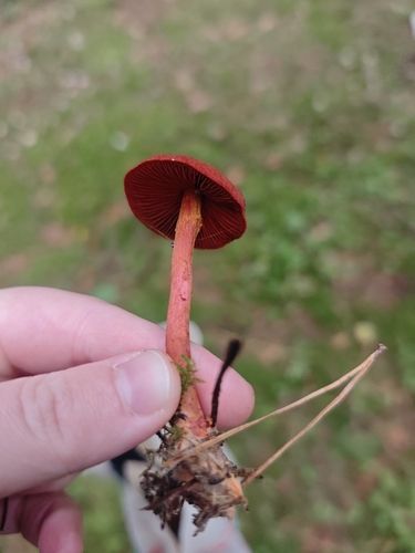 bloodred webcap