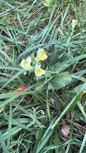 common toadflax