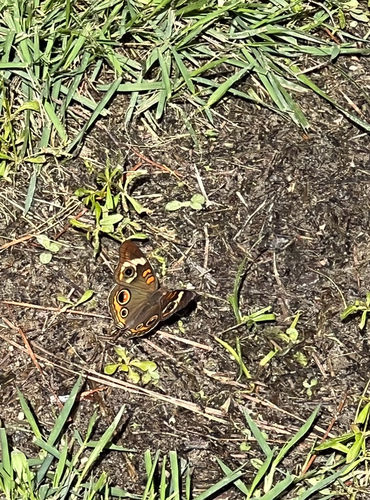 Common Buckeye