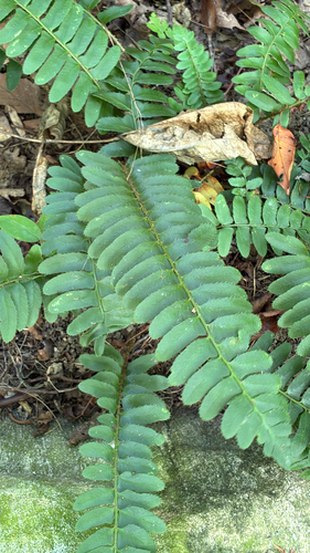Christmas fern