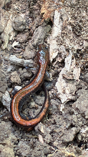 Eastern Red-backed Salamander