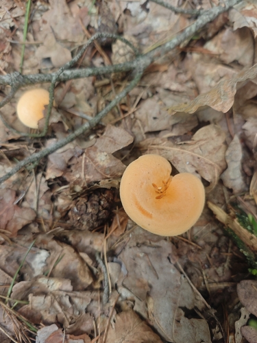 False Chanterelle