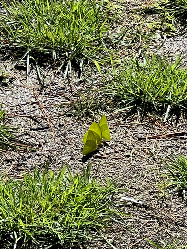 Cloudless Sulphur