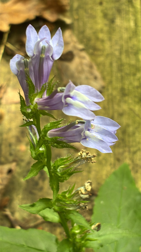 great blue lobelia