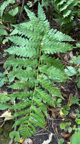 Clinton's wood fern