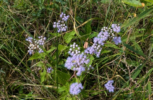 blue mistflower