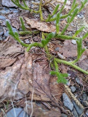 Lycopodium lagopus