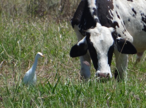 Western Cattle-Egret