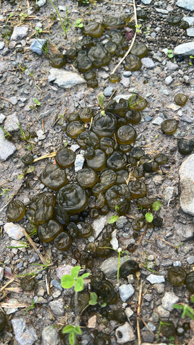 Cyanobacteria observed 2026-09-13